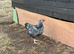 WYANDOTTE BANTAM COCKEREL