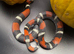 AMAZING PROVEN ADULT MALE TRI COLOUR HOGNOSE SNAKE