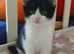 KITTENS - BLACK AND WHITE &ndash; BORN 28 APRIL - READY NOW - REDUCED