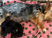 Beautiful Yorkshire Terrier Puppies