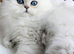 Chinchilla Persians