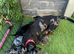 Dashhound puppys