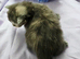 Stunning mainecoon babys