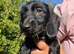 3/4 dachshund 1/4 yorkie female pup.