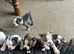 KC registered Boston Terrier puppies