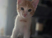 Mixed Breed kittens for sale