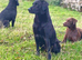 Labrador Pups For sale