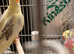 Hen cocktail