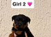 Rottweiler Puppys