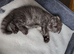 Chinchilla Scottish fold kittens