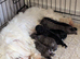 MALTIPOO pups