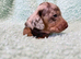 Miniature dachshund puppies