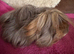 Peruvian Red /lilac point boar 3 mths old