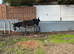 Gelding donkey