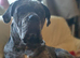 Beautiful cane-corso puppies
