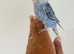Hand reared budgies for sale