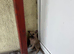 OZZY – The Puppy Nobody Wanted... Until Now
