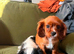 Ruby Cavalier Puppy