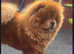 Solid red chow for stud