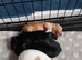 Cockapoo beautiful waiting for there forever home they 2 wk old