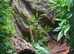3 Laying Mourning Geckos