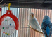 Pair of young budgies