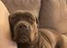 Cane corso girl rehome