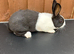 Baby Dutch Rabbits For Sale