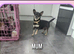 Chihuahua puppies