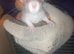 1 male dumbo and cute other rats
