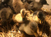 Indian runner ducklings