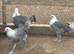 Silver Braekel (similar to a Silver Campine) female chickens