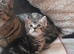 READY NOW!! Mixed bengal kittens for sale
