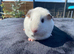 Female Guinea Pig