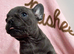 8 weeks old Blue French Bulldog puppies