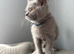 Stunning fluffy male British short haired kitten READY NOW