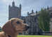 Introducing Rudy: The Perfect Stud Dog for Your Dachshund!