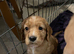 Cocker spaniel pup