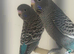 Black mutation budgies
