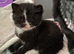 Kittens for sale