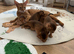 Abyssinian Tica reg. kittens