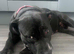 Istaffy cross bulkdog