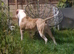 Pedigree for stud
