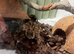 Mexican red knee
