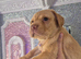 LABRADOR PUPPIES !!AMAZING CHUNKY PUPPIES