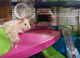 Evie a strain hamster