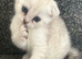 Scottish fold kittens for sale