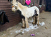 12.2/3hh 6 year old cob mare
