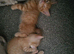 4 Amazing kittens
