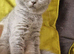 2 cream shorthair boys 1 blue cream girl